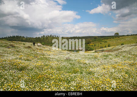 flower meadow, Portugal, Alentejo Stock Photo