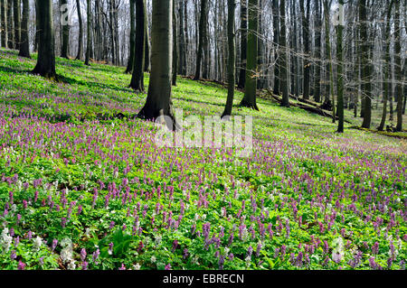 bulbous corydalis, fumewort (Corydalis cava), flowering in spring forest, Germany, Thueringen, Hainich National Park
