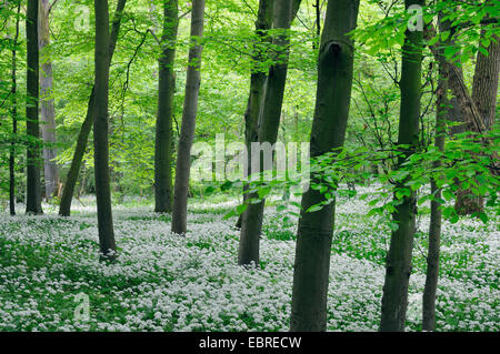 ramsons, buckrams, wild garlic, broad-leaved garlic, wood garlic, bear leek, bear's garlic  (Allium ursinum), population of wild garlic in a spring forest, Germany Stock Photo