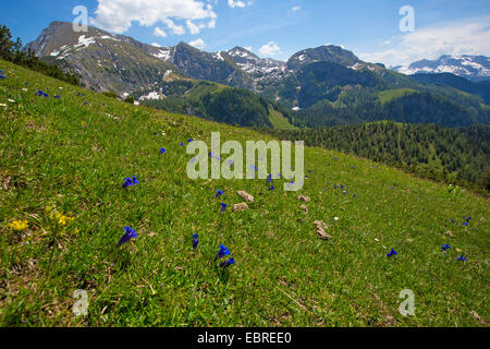 Gentiana clusii (Gentiana clusii), many flowering on alpine pasture, Germany, Bavaria, Jenner Stock Photo