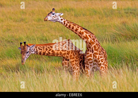 Masai giraffe (Giraffa camelopardalis tippelskirchi), two fighting giraffes, Kenya, Masai Mara National Park Stock Photo