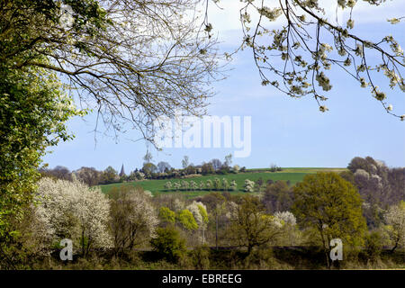 flowering landscape, Germany, North Rhine-Westphalia, Bergisches Land, Blankenberge Stock Photo