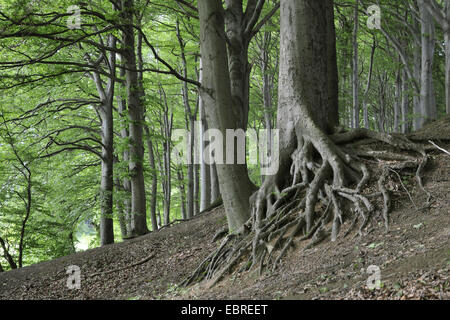 common beech (Fagus sylvatica), exposed gnarled roots of a beech, Germany, North Rhine-Westphalia, Ruhr Area, Castrop-Rauxel Stock Photo