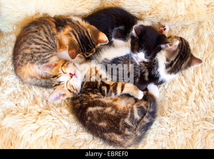 domestic cat, house cat (Felis silvestris f. catus), four tired kittens cuddling up, Germany Stock Photo