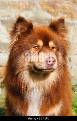 Finnish Reindeer Herder (Canis lupus f. familiaris), six year old male, portrait Stock Photo