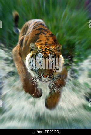 Bengal tiger (Panthera tigris tigris), running through water Stock Photo