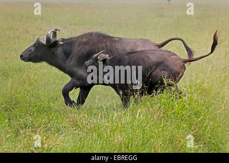 African buffalo (Syncerus caffer), female and calf running in savannah, Kenya, Masai Mara National Park Stock Photo