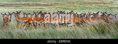 impala (Aepyceros melampus), herd in high grass, Kenya, Masai Mara National Park Stock Photo