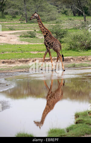 Masai giraffe (Giraffa camelopardalis tippelskirchi), mirroring on a water place, Tanzania, Serengeti National Park Stock Photo