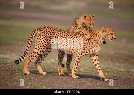 cheetah (Acinonyx jubatus), female with pup, Tanzania, Serengeti National Park Stock Photo