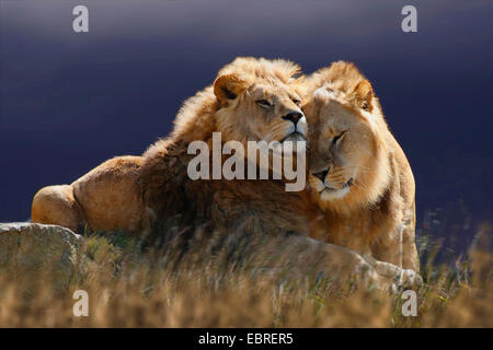 lion (Panthera leo), two smooching lions, Tanzania, Serengeti National Park Stock Photo