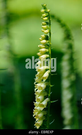 Small Yellow Foxglove - Digitalis lutea Stock Photo