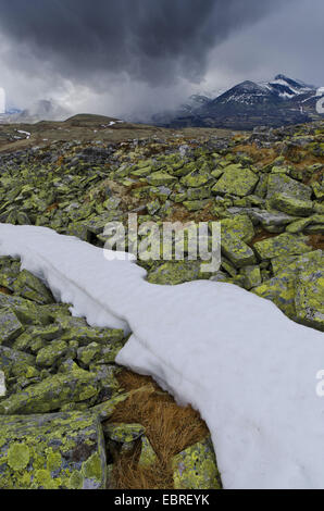 flurry of snow in mountain scenery of Rondane National Park, Norway, Hedmark, Hedmark Fylke, Rondane National Park Stock Photo