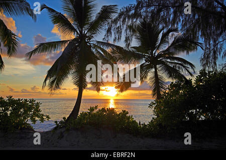 palms on the beach of Anse Takamaka on Mahe island at sunset, Seychelles, Mahe Stock Photo