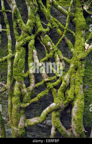 Root of tree in the dry canyon of uriezzo near Domodossola, Italy Stock Photo