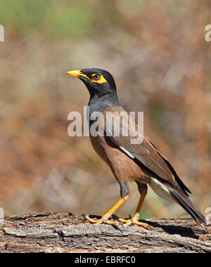 common mynah (Acridotheres tristis), standing on a tree stem, South Africa, North West Province, Pilanesberg National Park Stock Photo