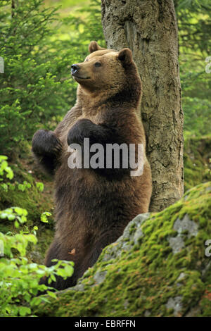 European brown bear (Ursus arctos arctos), rubbing with its back against a tree, Germany, Bavaria, Bavarian Forest National Park Stock Photo