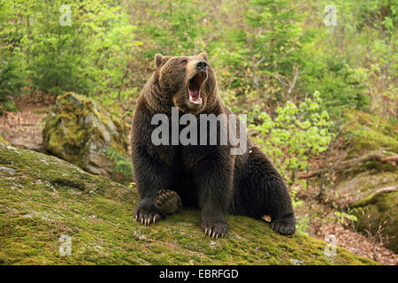 European brown bear (Ursus arctos arctos), bear sitting in a forest on a mossy rock and yawning, Germany, Bavaria, Bavarian Forest National Park Stock Photo