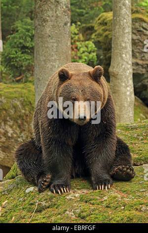 European brown bear (Ursus arctos arctos), sitting on a mossy rock in a forest, Germany, Bavaria, Bavarian Forest National Park Stock Photo