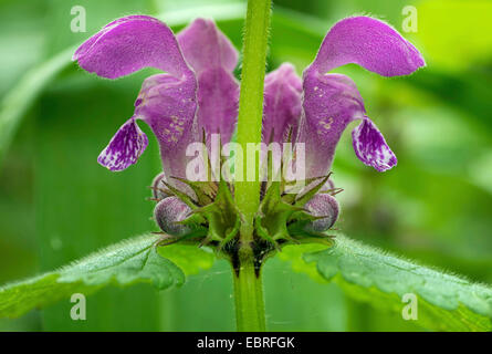 spotted dead-nettle, spotted deadnettle (Lamium maculatum), inflorescence, whorl of flowers, Germany, Bavaria, Oberbayern, Upper Bavaria Stock Photo