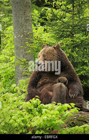 European brown bear (Ursus arctos arctos), bearess sucking bear cub in a forest, Germany, Bavaria, Bavarian Forest National Park Stock Photo