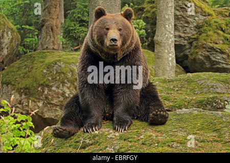 European brown bear (Ursus arctos arctos), sitting on a mossy rock in a forest, Germany, Bavaria, Bavarian Forest National Park Stock Photo
