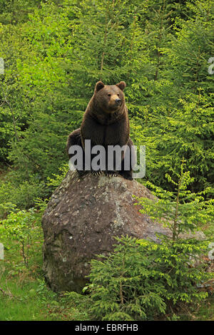 European brown bear (Ursus arctos arctos), sitting on a rock in a fir forest, Germany, Bavaria, Bavarian Forest National Park Stock Photo