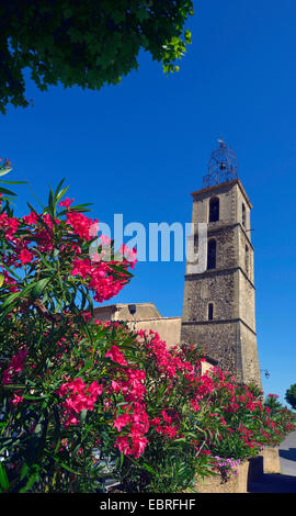 oleander (Nerium oleander), L'eglise des Les Mees, France, Provence, Alpes de Haute Provence, Les Mees Stock Photo