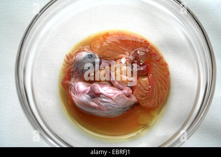 duck embryo from a fertilized egg called balut presented in a glass bowl, traditionally eaten as delicacy and supposed aphrodisiac in the Far East Stock Photo