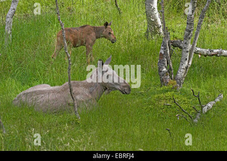 elk, European moose (Alces alces alces), cow with calf in a meadow Stock Photo