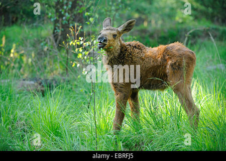 elk, European moose (Alces alces alces), calf standing in a meadow feeding leaves from a young tree, Germany Stock Photo