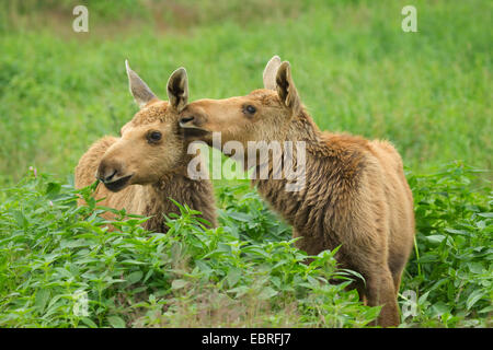 elk, European moose (Alces alces alces), two juveniles sitting at a forest edge caressing each other, Sweden Stock Photo