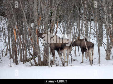 elk, European moose (Alces alces alces), eating moose cow with calf in winter, Norway, Troms Stock Photo