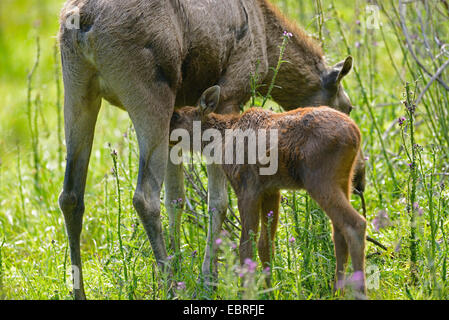 elk, European moose (Alces alces alces), cow moose suckling moose calf, Germany, Bavaria, Bavarian Forest National Park Stock Photo