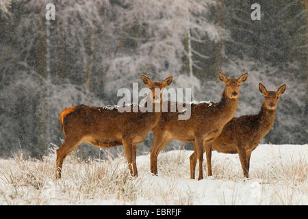 red deer (Cervus elaphus), female in snowfall, Germany, Saxony, Erz Mountains Stock Photo