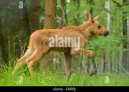 elk, European moose (Alces alces alces), moose calf in a forest, Germany, Bavaria, Bavarian Forest National Park Stock Photo