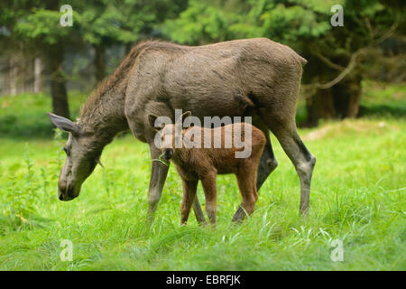elk, European moose (Alces alces alces), cow moose and a calf grazing on a clearing, Germany, Bavaria, Bavarian Forest National Park Stock Photo