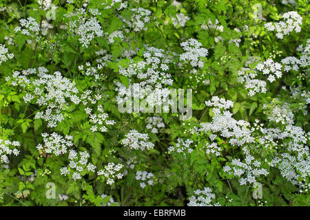 Rough chervil (Chaerophyllum temulum, Chaerophyllum temulentum), blooming, Germany Stock Photo