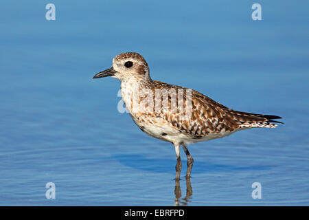 grey plover (Pluvialis squatarola), in winter plumage, standing in shallow water, USA, Florida, Fort de Soto Stock Photo