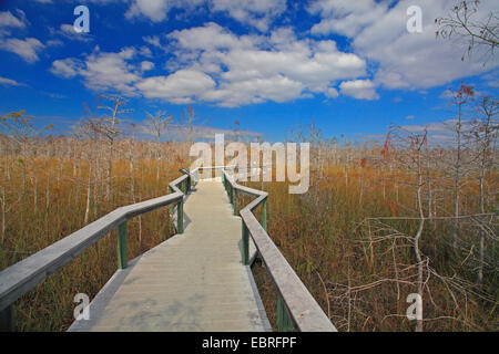 boarded footpath in the Everglades National Park, USA, Florida, Everglades National Park Stock Photo