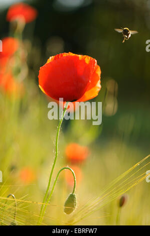 Common poppy, Corn poppy, Red poppy (Papaver rhoeas), poppy flowers in a cornfield with pollen collecting humble bee, Germany, Bavaria Stock Photo