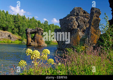 garden angelica (Angelica archangelica), lava formation at a lake, Iceland, Myvatn Stock Photo