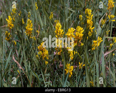 Dyer's greenweed, Dyer's greenweed (Genista tinctoria), blooming, deuschland Stock Photo