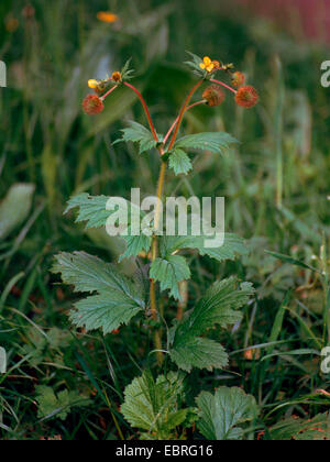 Large-leaved avens, Largeleaf avens (Geum macrophyllum), habit, Germany Stock Photo