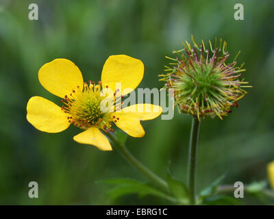 Large-leaved avens, Largeleaf avens (Geum macrophyllum), flower and fruit, Germany Stock Photo
