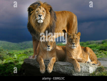 lion (Panthera leo), male lion with two lionesses on a rock, thundery atmosphere, Africa Stock Photo
