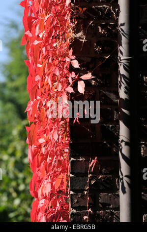 false Virginia-creeper (Parthenocissus inserta, Parthenocissus quinquefolia agg.), in autum colors at a brick wall, Germany Stock Photo