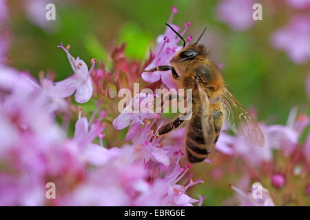 Broad-Leaved Thyme, Dot Wells Creeping Thyme, Large Thyme, Lemon Thyme, Mother of Thyme, Wild Thyme (Thymus pulegioides), floers with bee, Switzerland Stock Photo