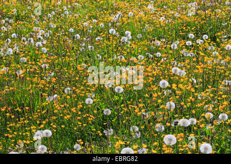 common dandelion (Taraxacum officinale), flower meadow with dandelions and buttercups, Switzerland Stock Photo