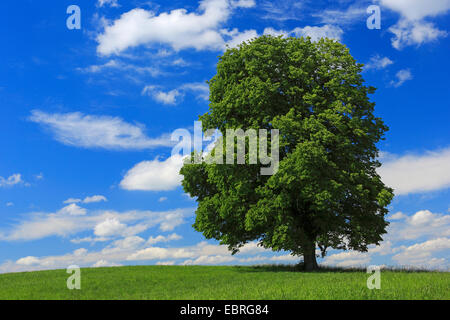 basswood, linden, lime tree (Tilia spec.), in a meadow in sunshine, Switzerland, Zuercher Oberland Stock Photo